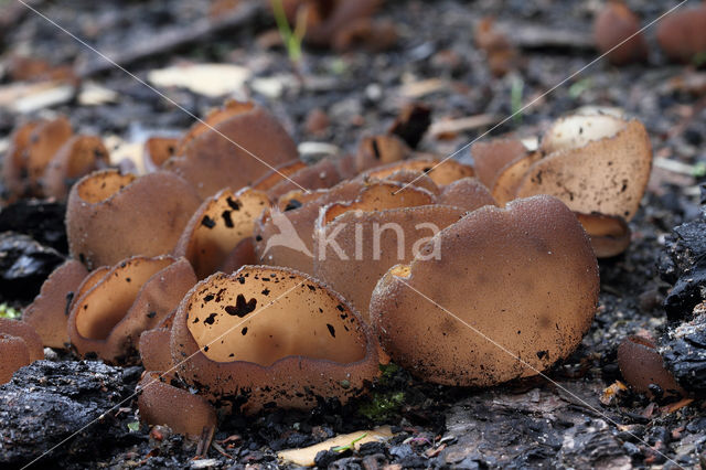 Dadelbruine brandplekbekerzwam (Peziza petersii)