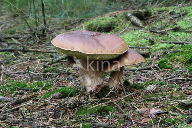 Denne-eekhoorntjesbrood (Boletus pinophilus)