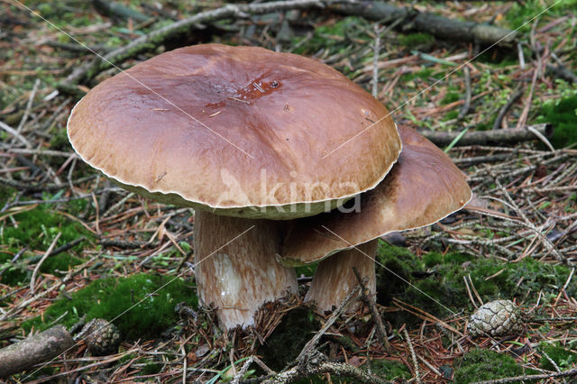 Denne-eekhoorntjesbrood (Boletus pinophilus)