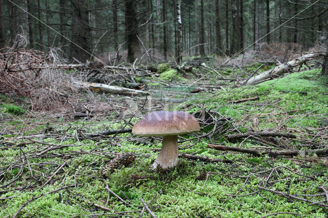 Denne-eekhoorntjesbrood (Boletus pinophilus)