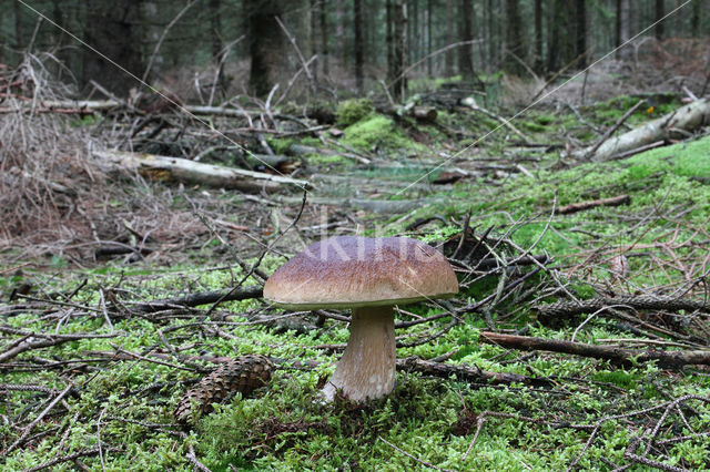 Denne-eekhoorntjesbrood (Boletus pinophilus)