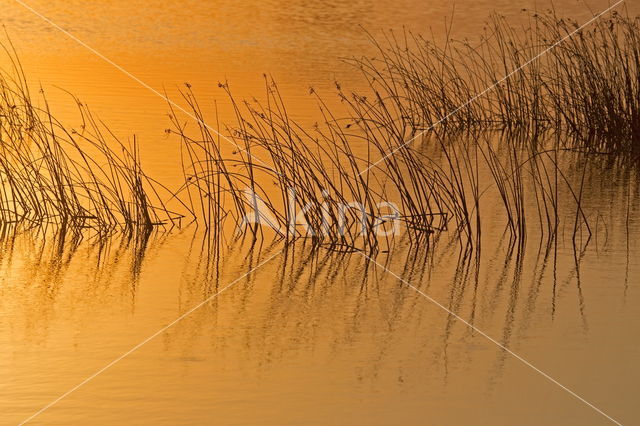 Donau delta