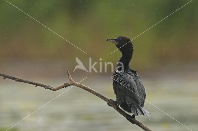 Dwergaalscholver (Phalacrocorax pygmeus)