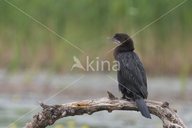 Dwergaalscholver (Phalacrocorax pygmeus)