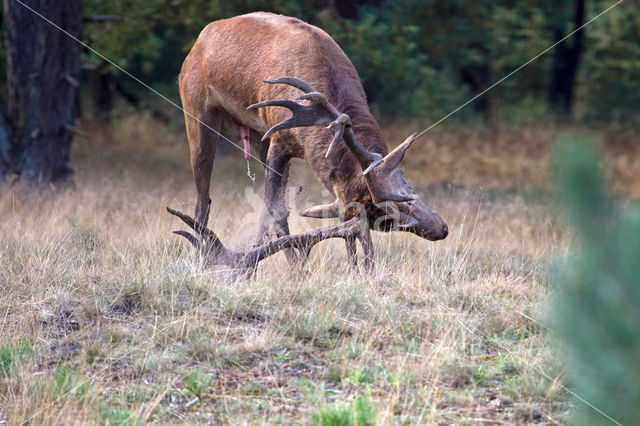 Edelhert (Cervus elaphus)