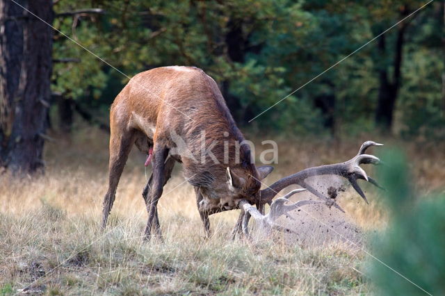 Edelhert (Cervus elaphus)