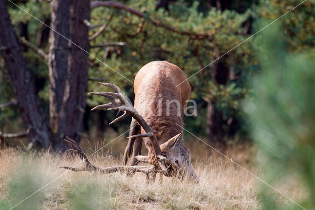 Edelhert (Cervus elaphus)