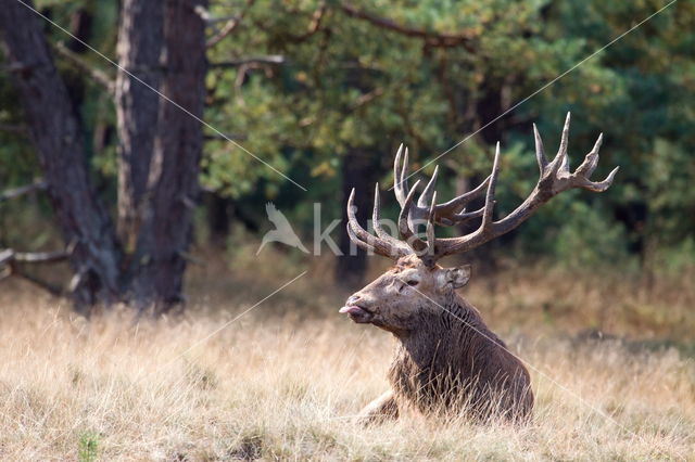 Edelhert (Cervus elaphus)