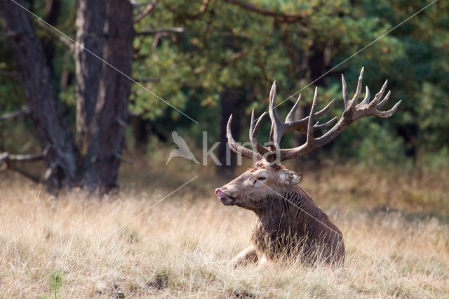 Edelhert (Cervus elaphus)