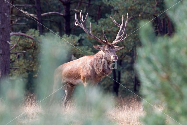 Edelhert (Cervus elaphus)