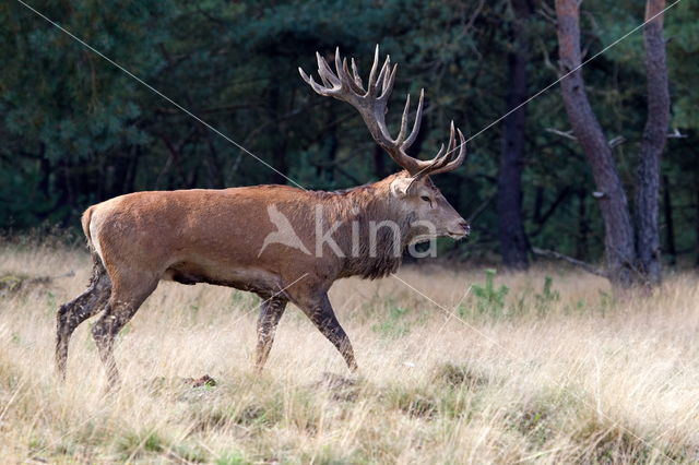 Edelhert (Cervus elaphus)