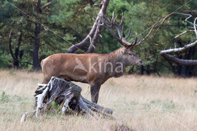 Edelhert (Cervus elaphus)