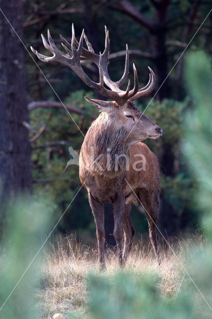 Red Deer (Cervus elaphus)