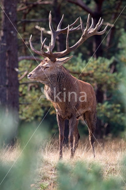 Edelhert (Cervus elaphus)