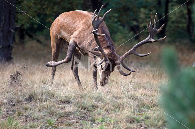 Edelhert (Cervus elaphus)