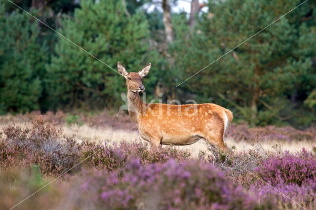 Edelhert (Cervus elaphus)