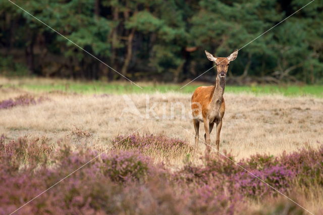 Edelhert (Cervus elaphus)