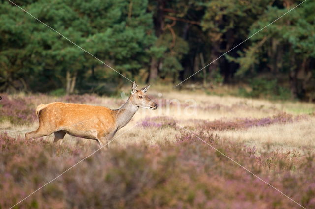 Red Deer (Cervus elaphus)