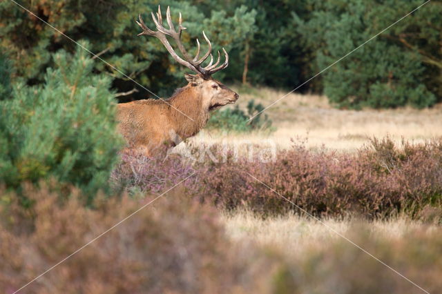 Edelhert (Cervus elaphus)