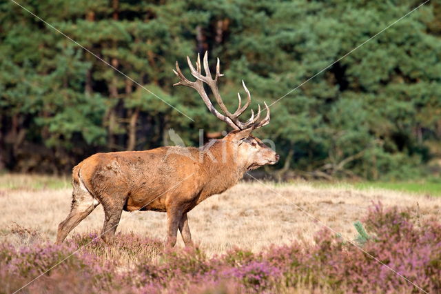 Edelhert (Cervus elaphus)