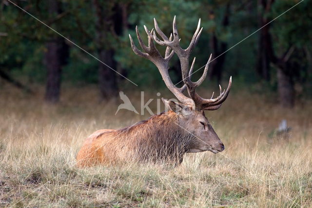 Edelhert (Cervus elaphus)