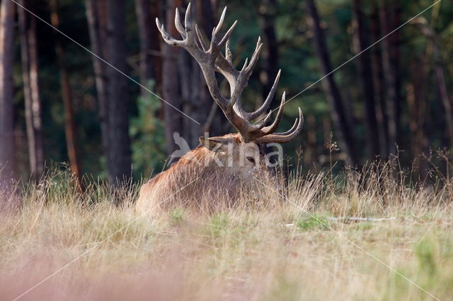 Edelhert (Cervus elaphus)