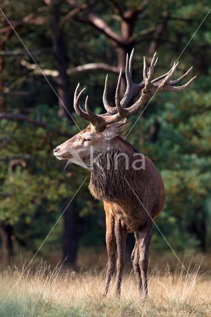 Edelhert (Cervus elaphus)