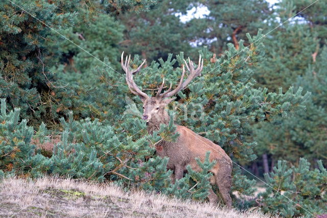 Red Deer (Cervus elaphus)