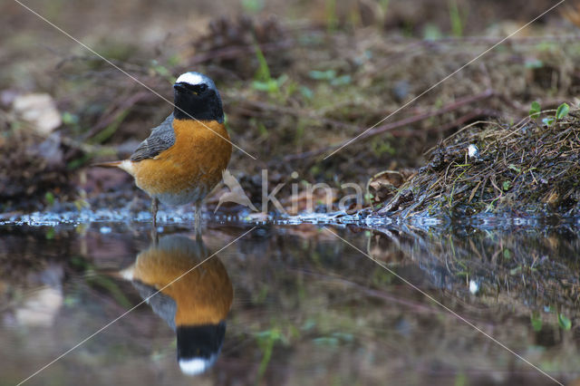 Gekraagde Roodstaart (Phoenicurus phoenicurus)