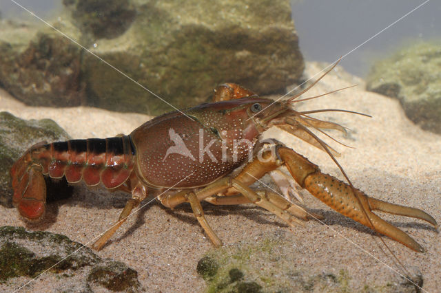 Gestreepte amerikaanse rivierkreeft (Procambarus acutus)