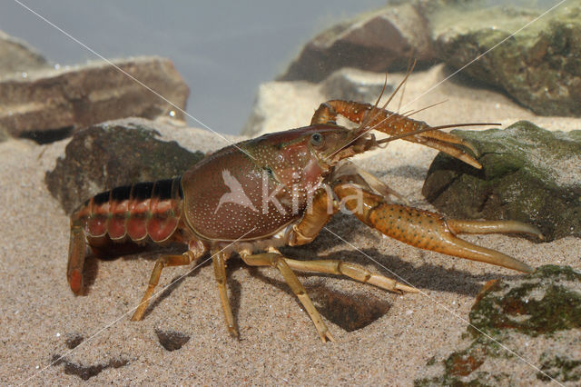 Gestreepte amerikaanse rivierkreeft (Procambarus acutus)