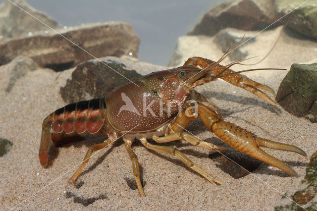 Gestreepte amerikaanse rivierkreeft (Procambarus acutus)