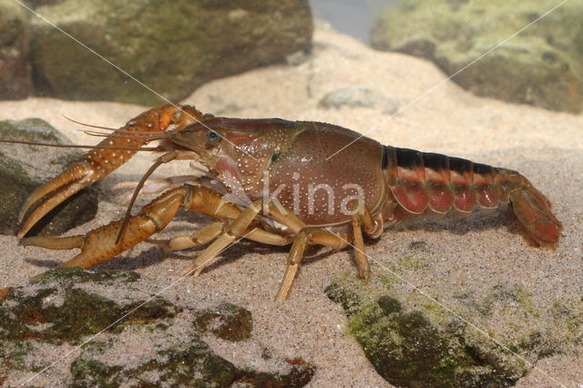 Gestreepte amerikaanse rivierkreeft (Procambarus acutus)