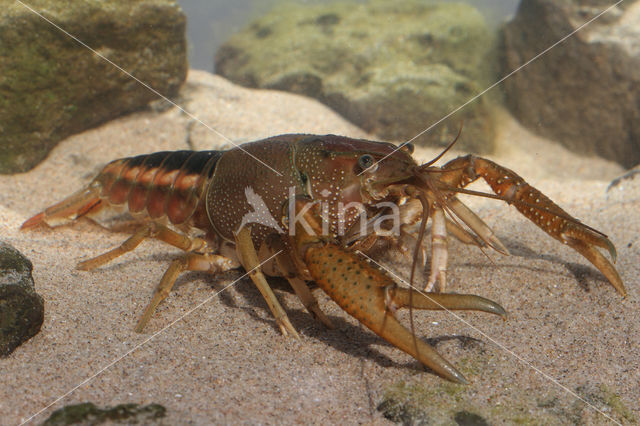 Gestreepte amerikaanse rivierkreeft (Procambarus acutus)