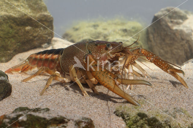 Gestreepte amerikaanse rivierkreeft (Procambarus acutus)