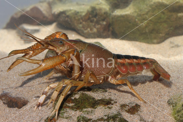 Gestreepte amerikaanse rivierkreeft (Procambarus acutus)