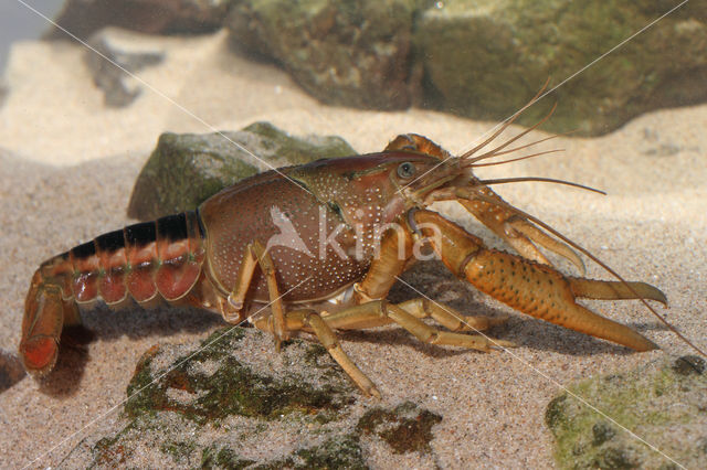 Procambarus acutus