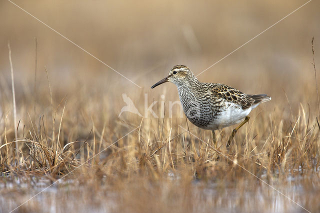 Pectoral Sandpiper (Calidris melanotos)