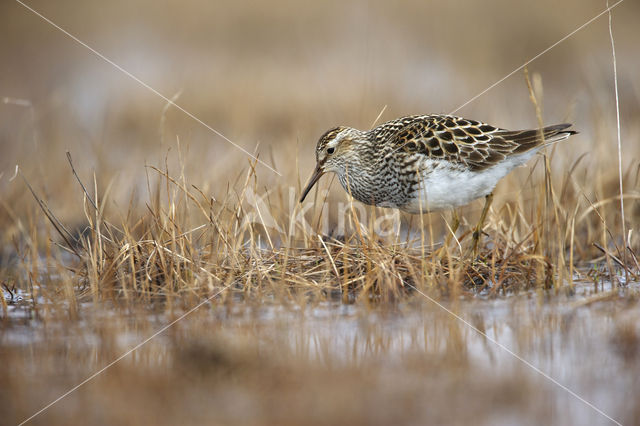 Gestreepte Strandloper (Calidris melanotos)