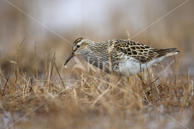 Pectoral Sandpiper (Calidris melanotos)