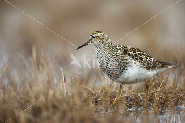 Pectoral Sandpiper (Calidris melanotos)