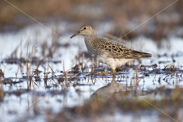 Gestreepte Strandloper (Calidris melanotos)