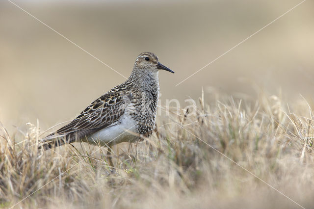 Gestreepte Strandloper (Calidris melanotos)