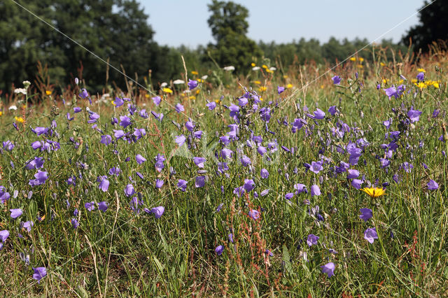 Grasklokje (Campanula rotundifolia)