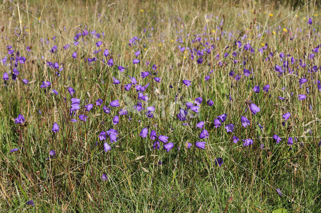 Grasklokje (Campanula rotundifolia)