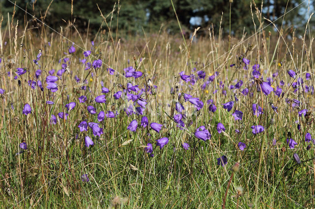 Grasklokje (Campanula rotundifolia)