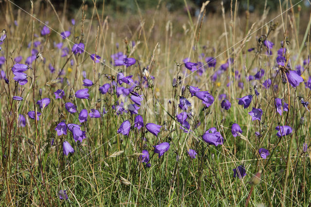 Grasklokje (Campanula rotundifolia)