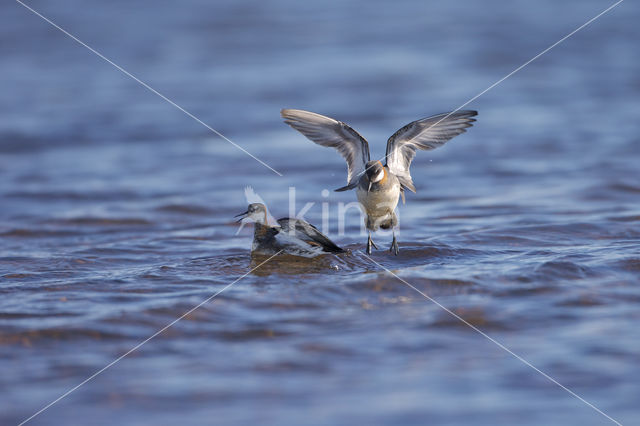 Grauwe Franjepoot (Phalaropus lobatus)