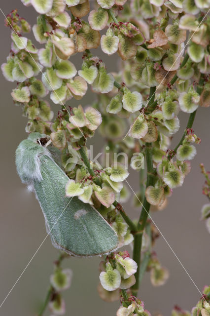 Groene weide-uil (Calamia tridens)