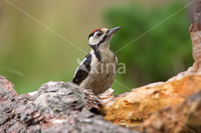 Grote Bonte Specht (Dendrocopos major)